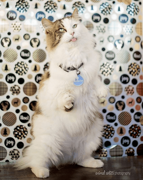 bowie