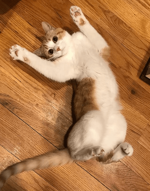 garfield