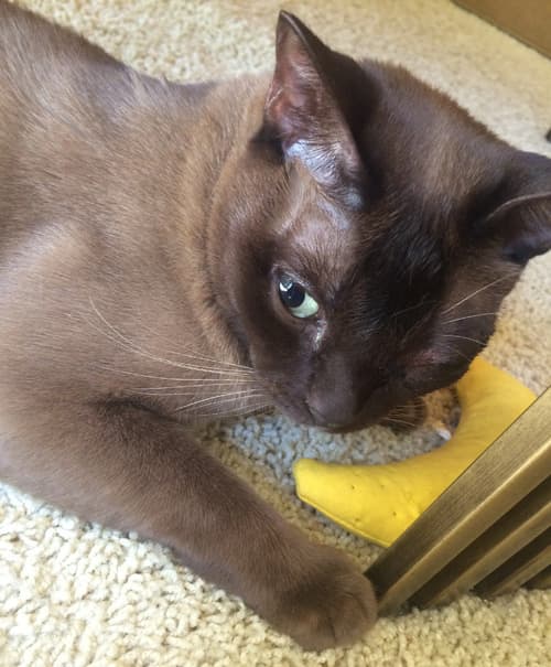 milo1
