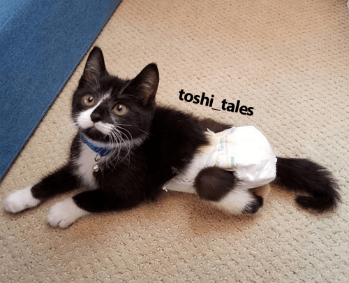 toshi
