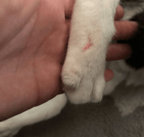 watson