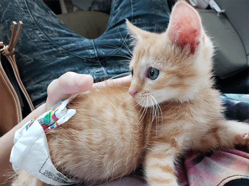 simba