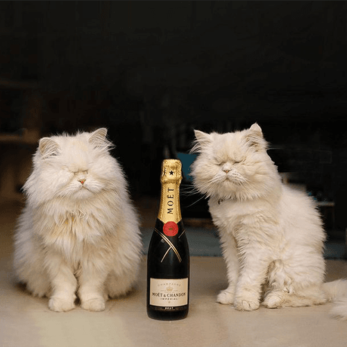 Chandon4