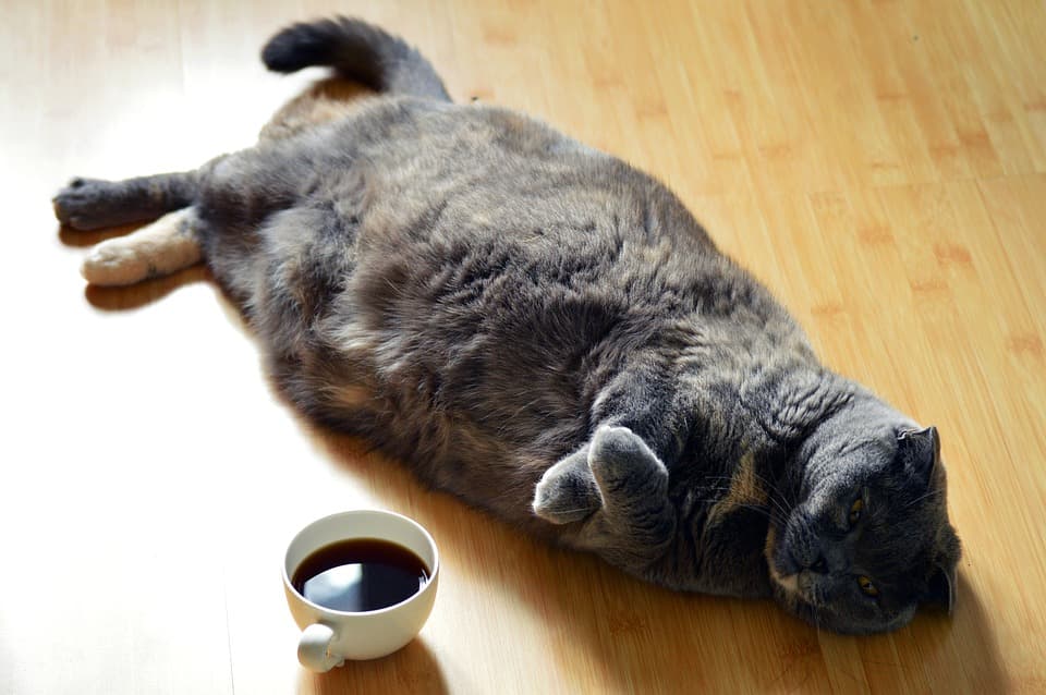 soft flyy cat bellies feature