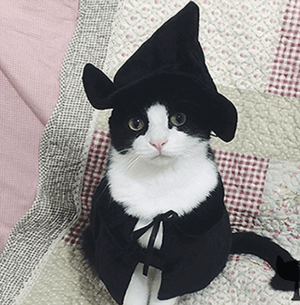catcostume