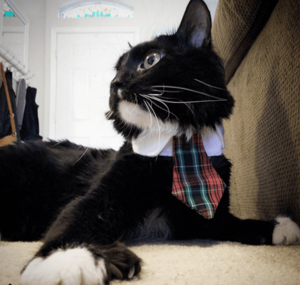 businesscatfeature