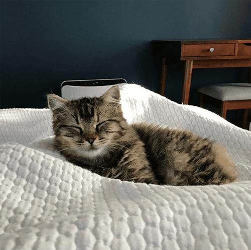 hazel