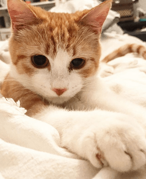 garfield