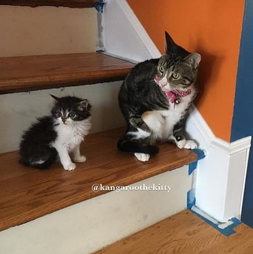 kittens