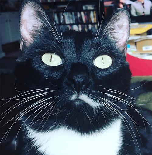 jack
