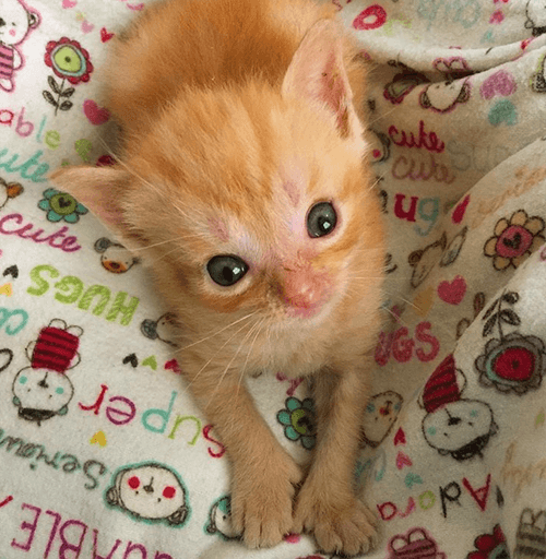 tater