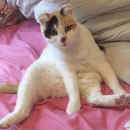 heidi
