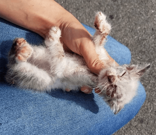 gizmo
