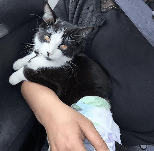 figaro