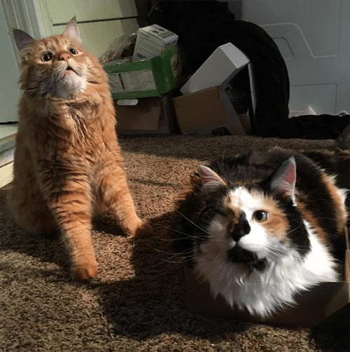 lunahobbes