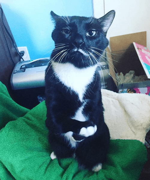 jack