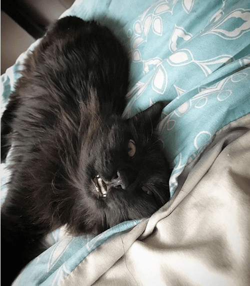 bb