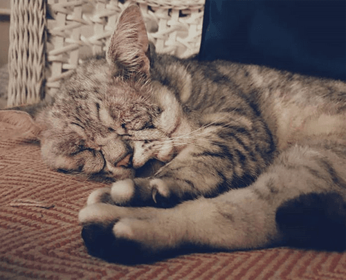 toby