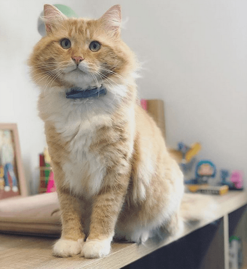 dan