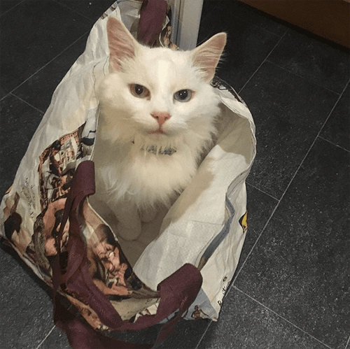 hedwig