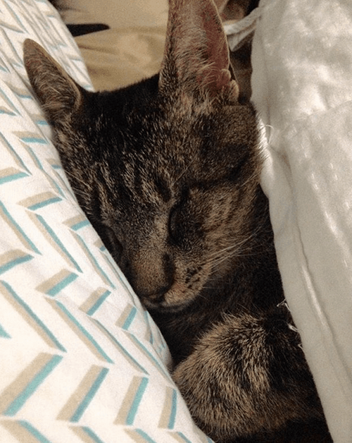morty