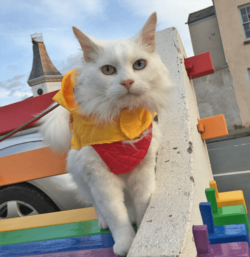 hedwig