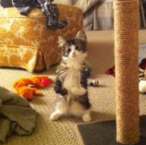 pippin