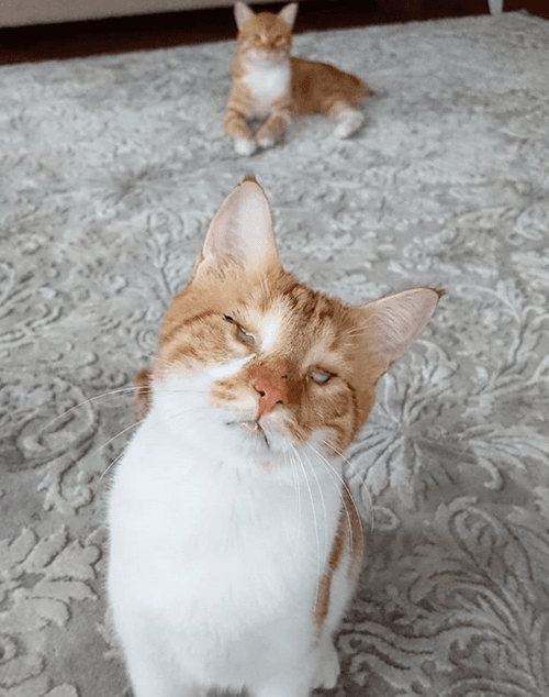 ray