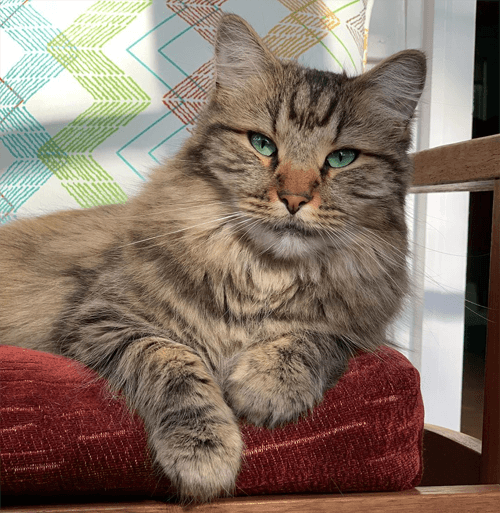 hazel