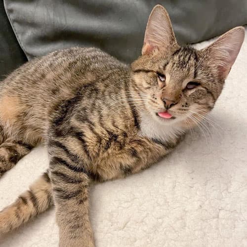 LouieCat8