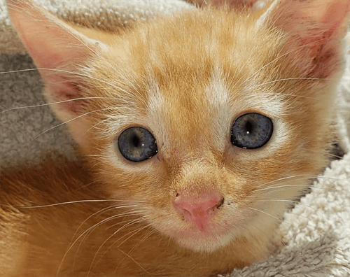 simba