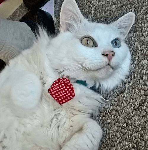 hedwig