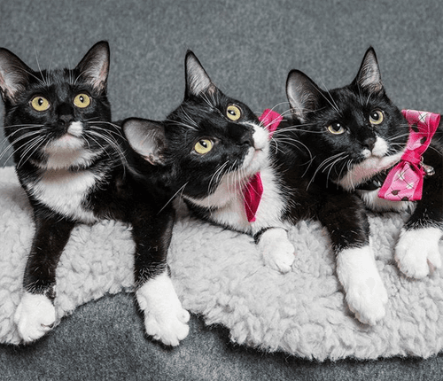 tuxies