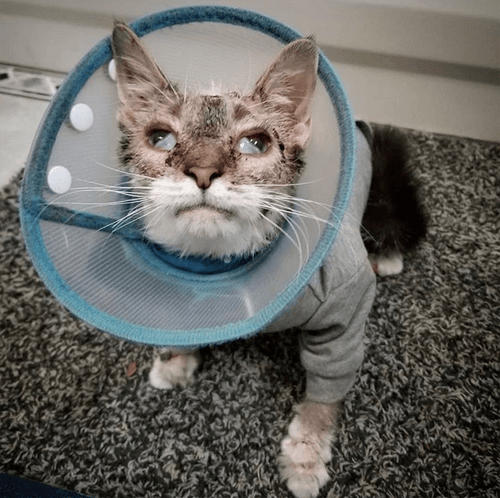 gizmo
