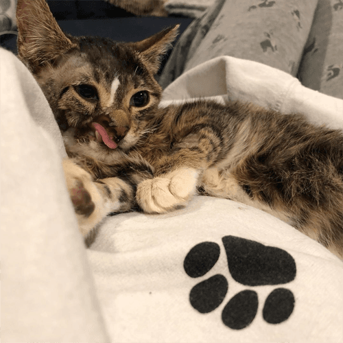 figaro