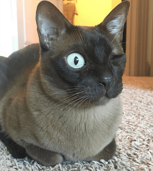 milo