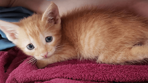 simba