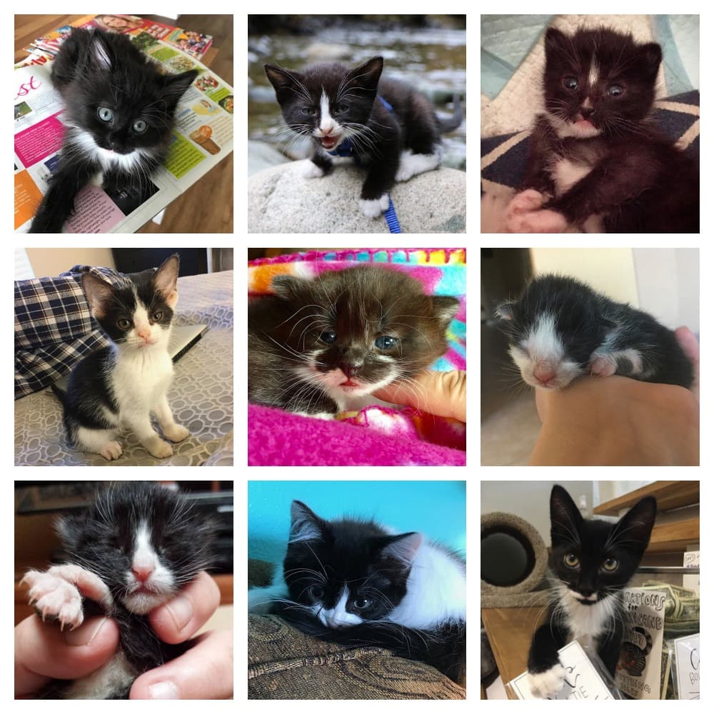 tuxedo kittens feature