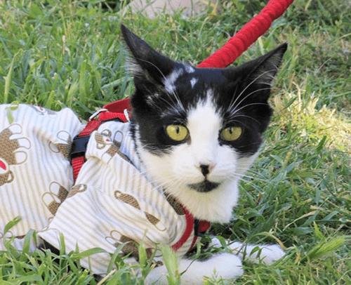 figaro