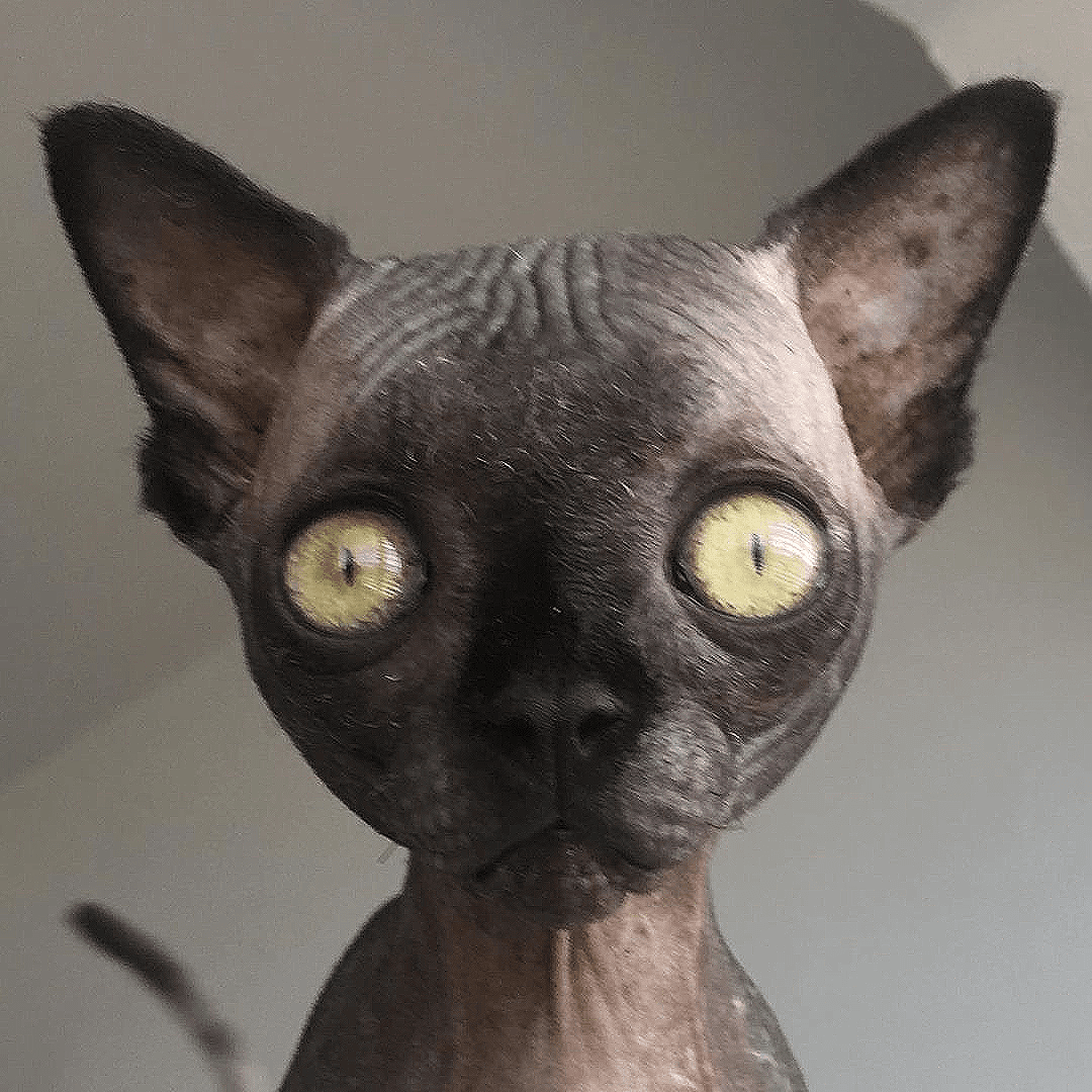 lucy feature