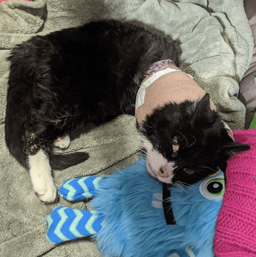 rexie