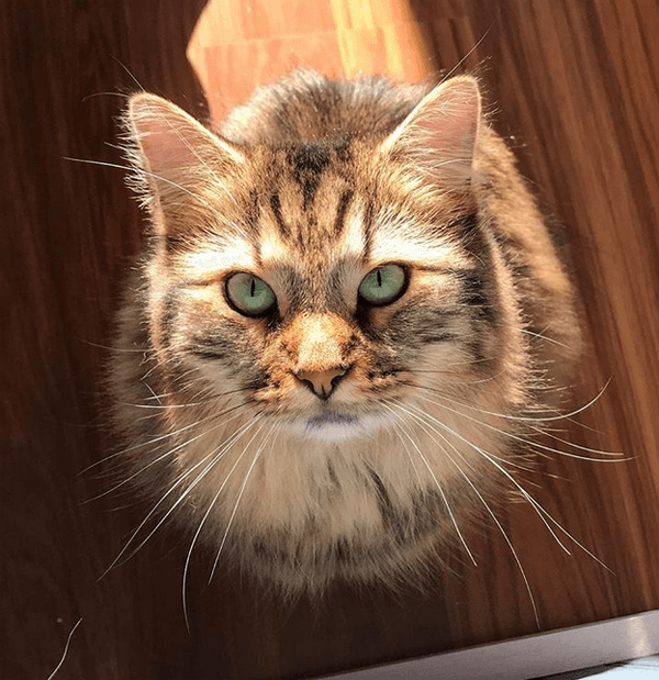 hazel