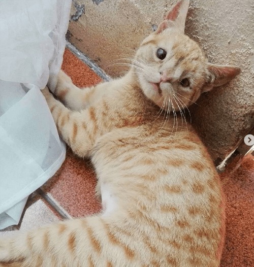 panchita