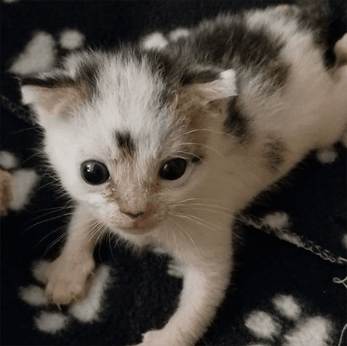 domino