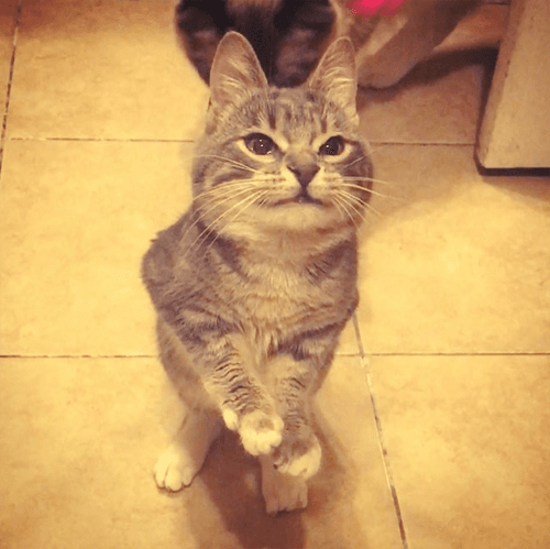 mouse