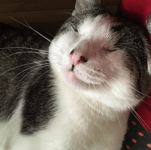melvin