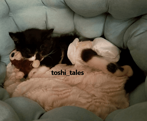 toshi