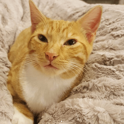 reggie