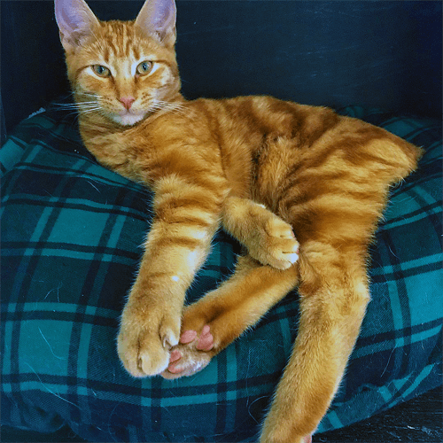 Sebastian