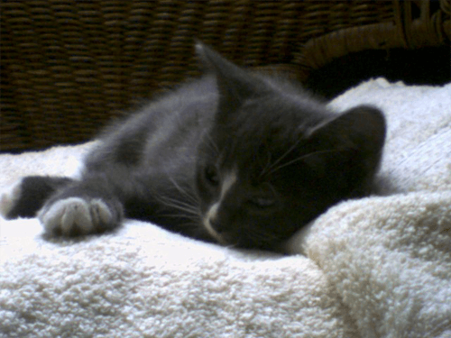 tink